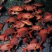 soldierfish_sub_ci_v_0089_cos0849.jpg